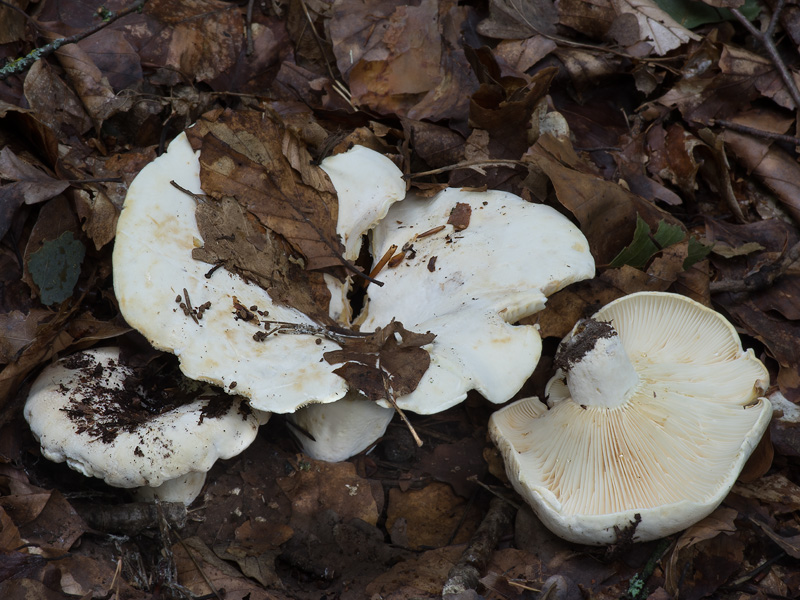 Lactarius vellereus